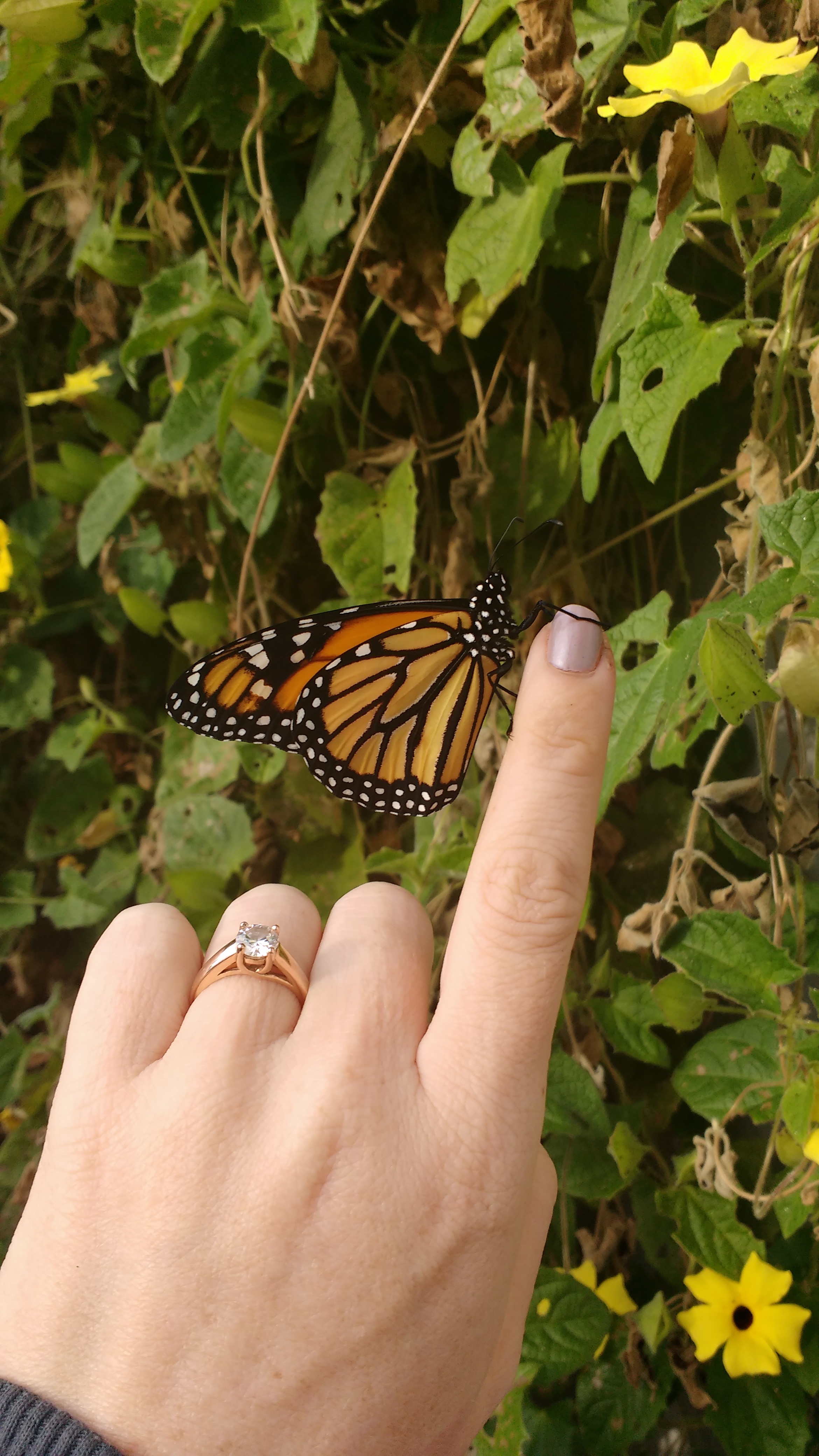 IMG_20151206_150940926