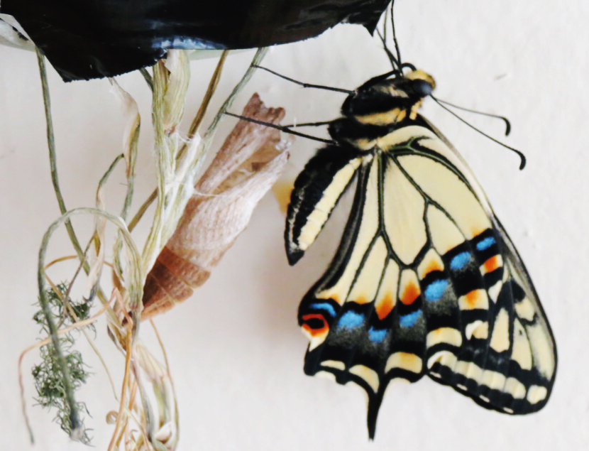 Free Ebook: Become A&nbsp;Poet!