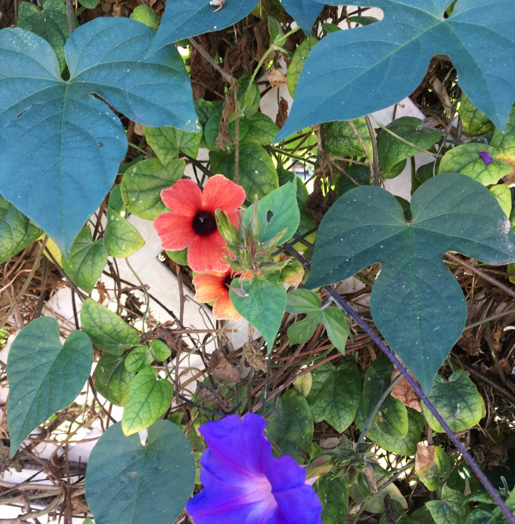 Holy, holy — a poem by Marge&nbsp;Piercy