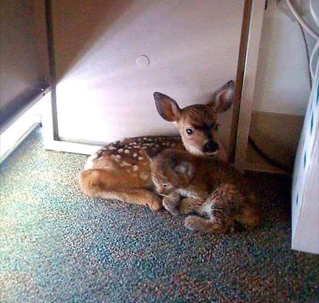 The Faun & The&nbsp;Bobcat