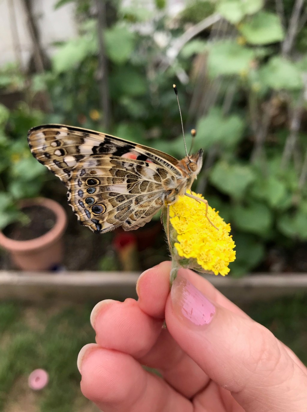 Butterflies & Bumming&nbsp;Out